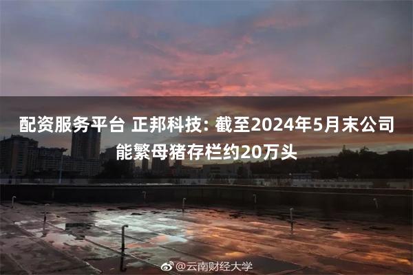 配资服务平台 正邦科技: 截至2024年5月末公司能繁母猪存栏约20万头